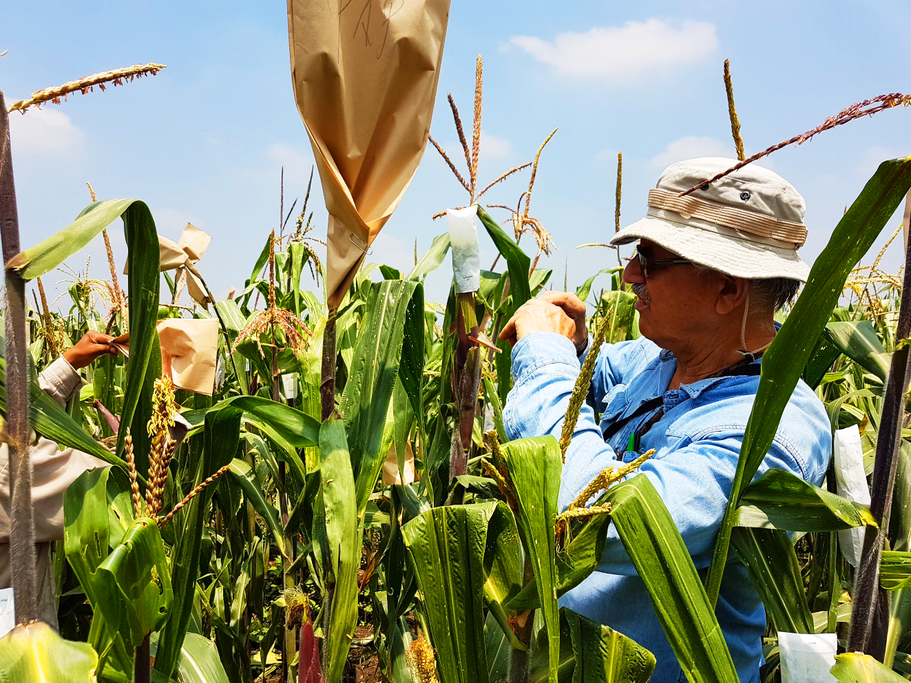 Plan de manejo y conservación del maíz palomero toluqueño